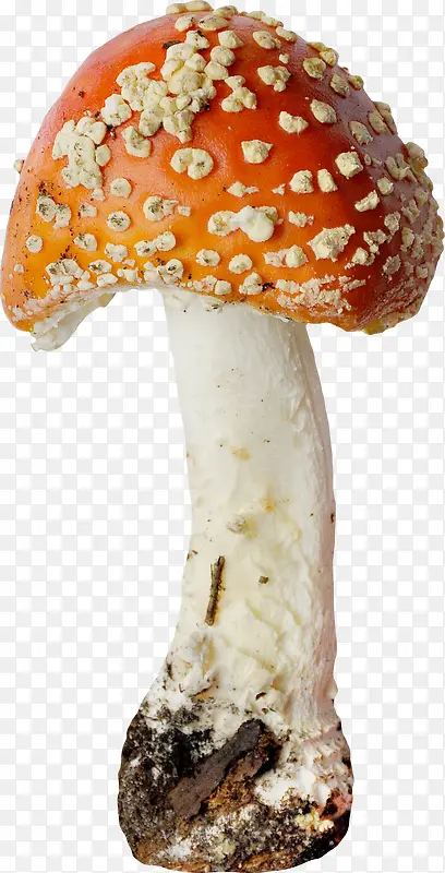 橙色漂亮蘑菇