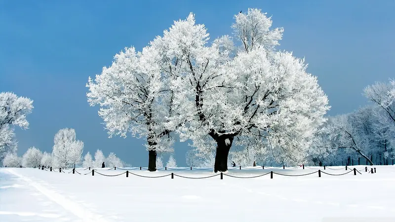 高清摄影唯美壁纸雪地大树
