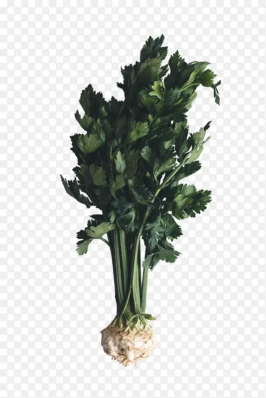 一株绿色的芹菜