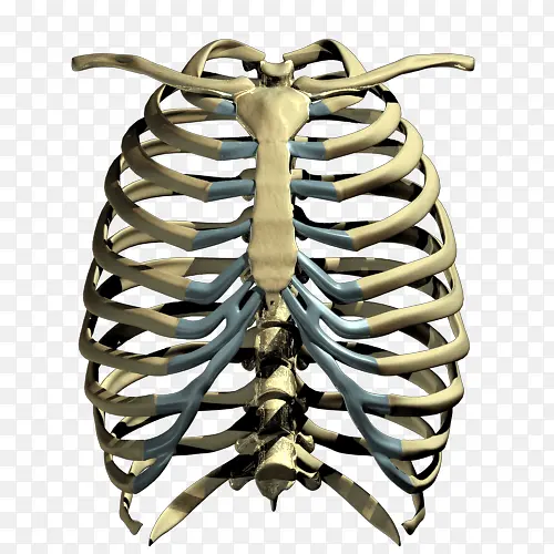 人类骨胳胸骨
