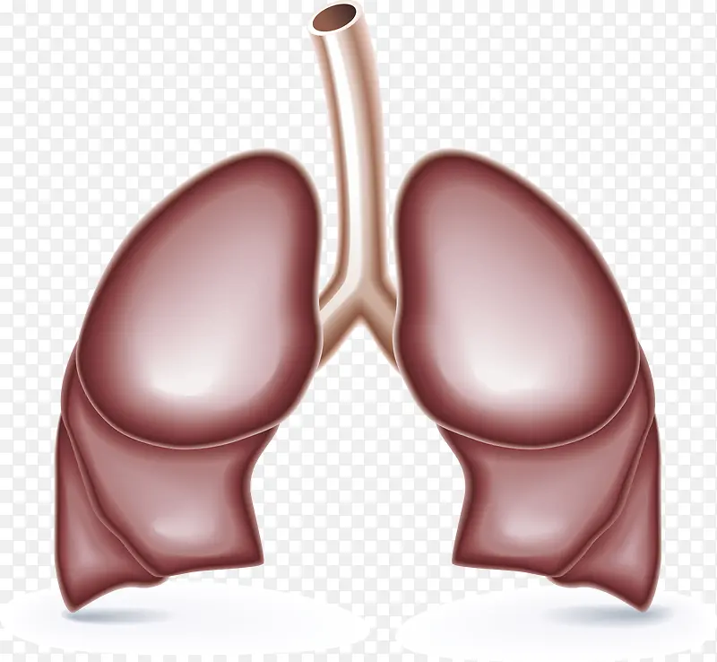 人体肺部器官元素