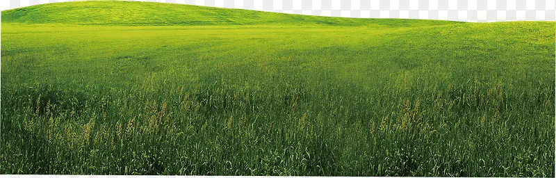 高清摄影绿色大草原