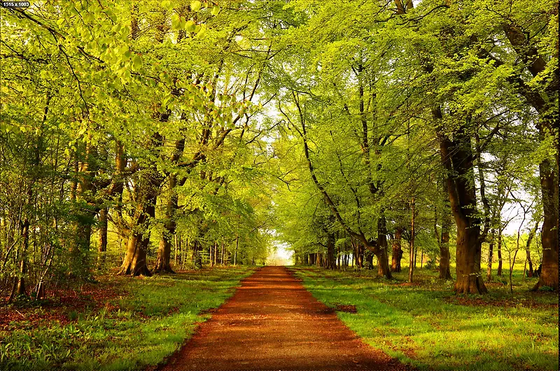 绿色树林里的小路