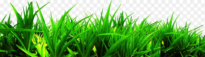 绿色夏日植物草丛