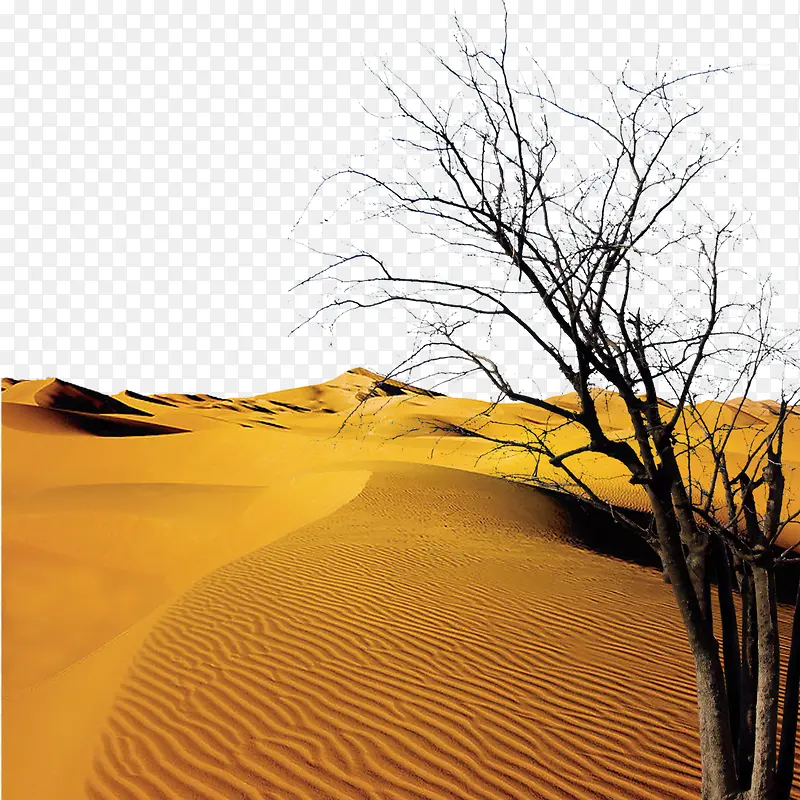 沙漠孤零枯树