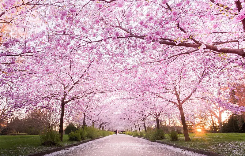 粉色桃花树林小路