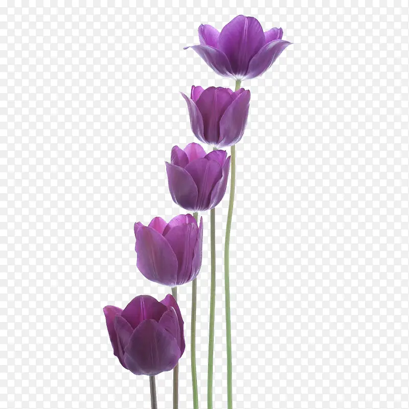 紫色的郁金香