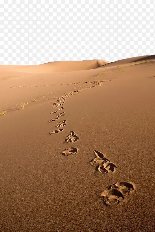 沙漠中的脚印