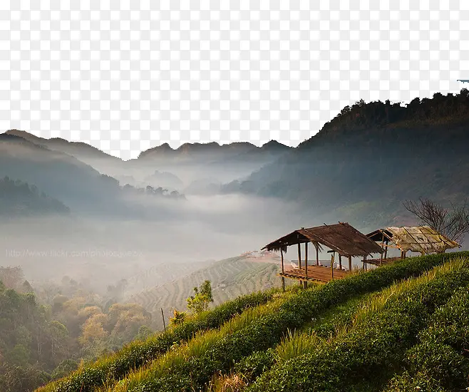 泰国清迈山脚下的茶园