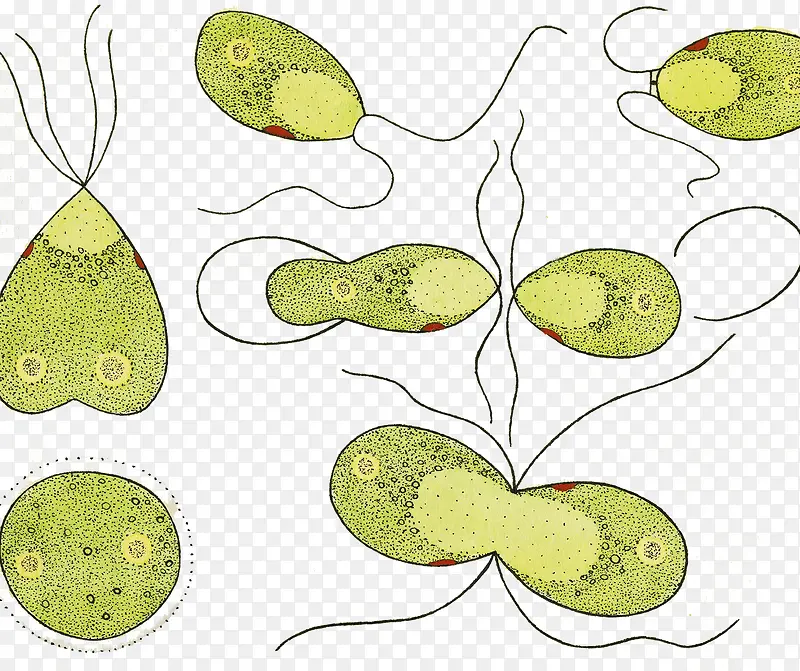 草履虫单细胞生物