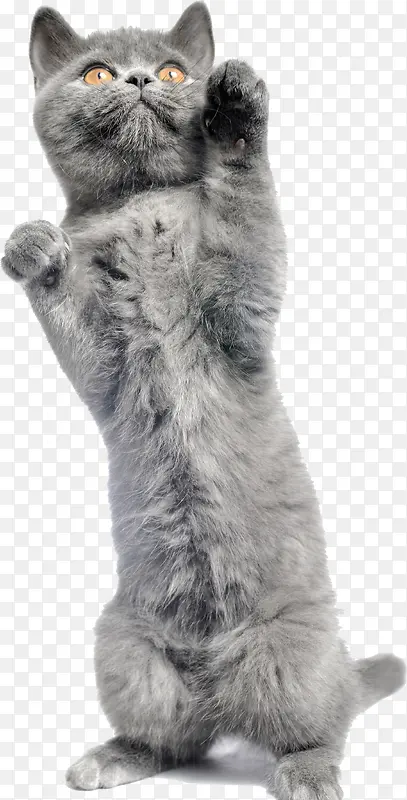 高清摄影把爪子的灰色小猫