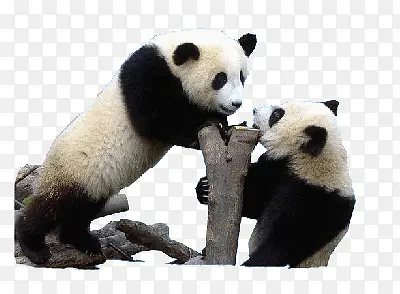 黑白熊猫嬉戏玩耍树干