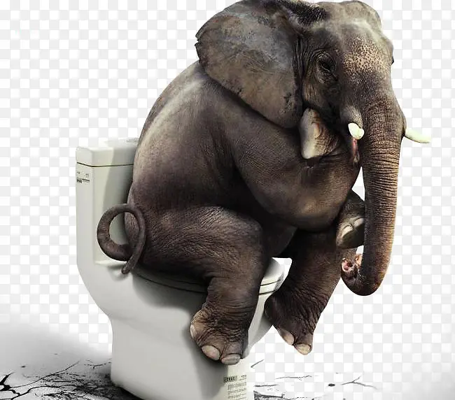 大象坐马桶