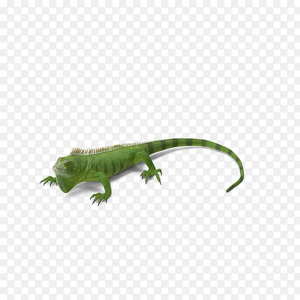 绿色斑纹蜥蜴