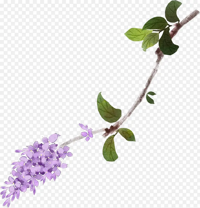 紫色花枝素材