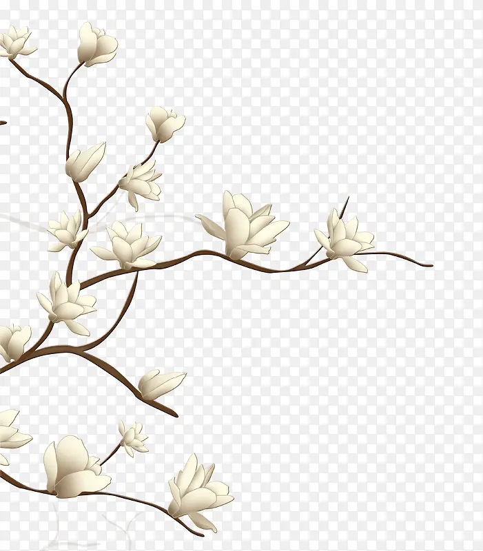 玉兰花