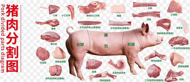 实物猪肉分割图