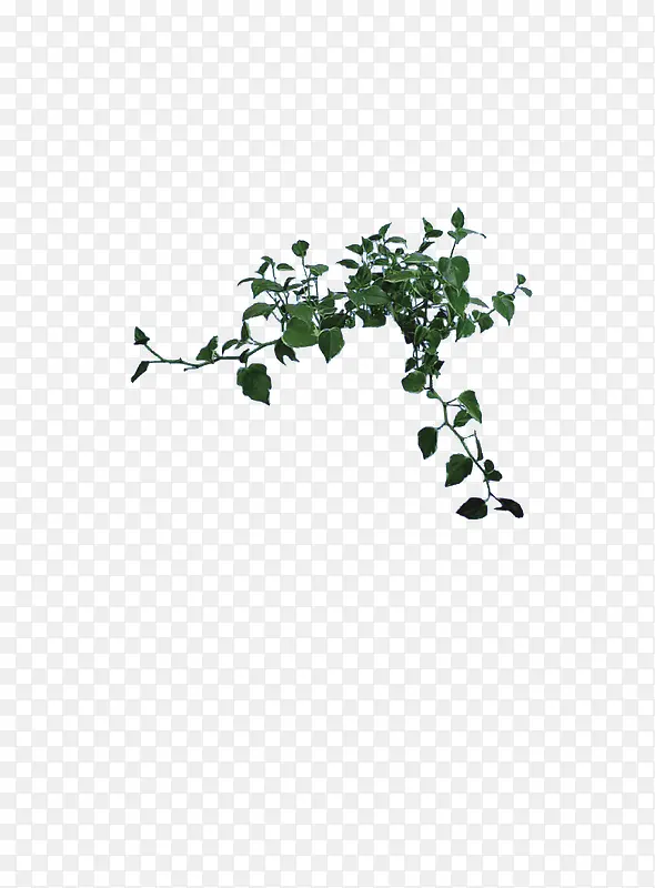 绿色植物