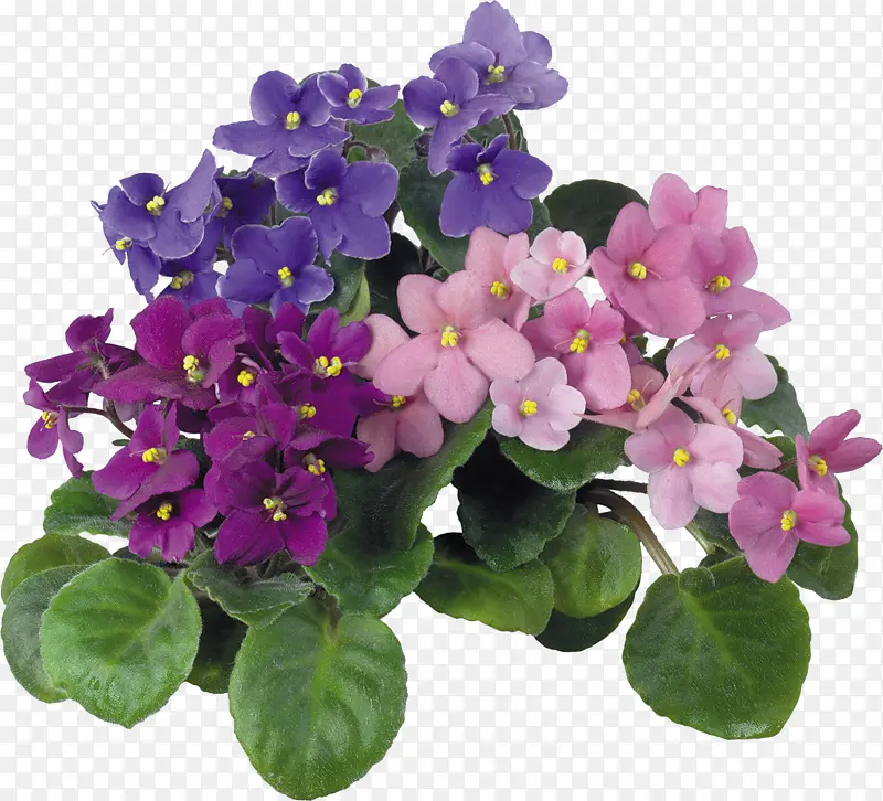 花草图案素材卡通