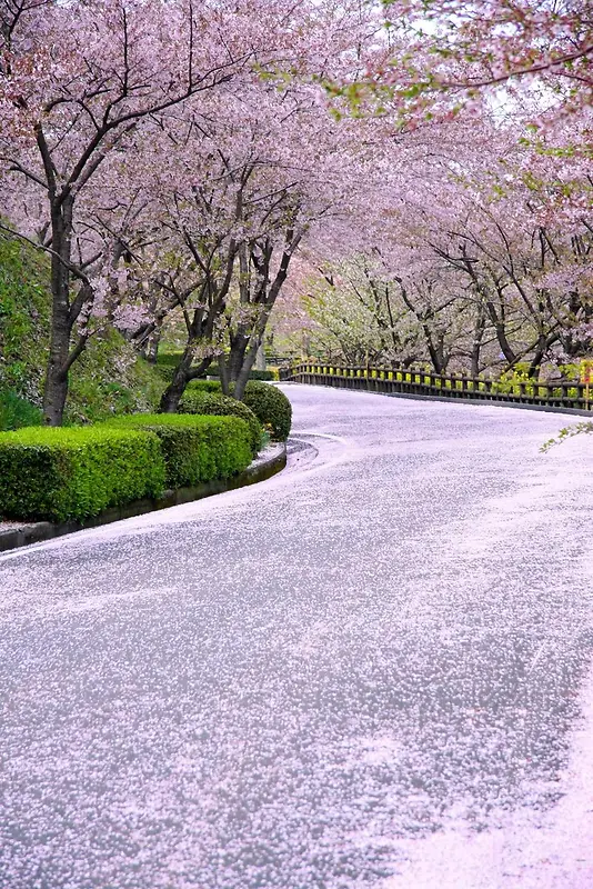 桃花绿草粉色的路