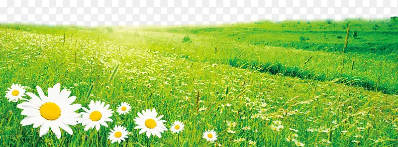 阳光草原和盛开的白色花