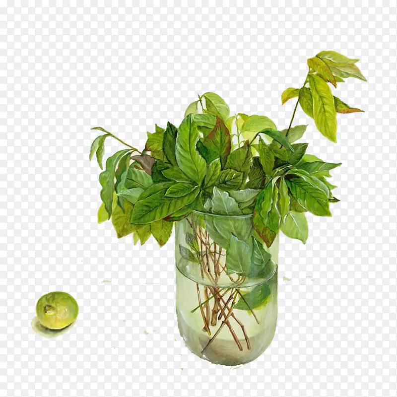 插在花瓶里的一撮绿叶