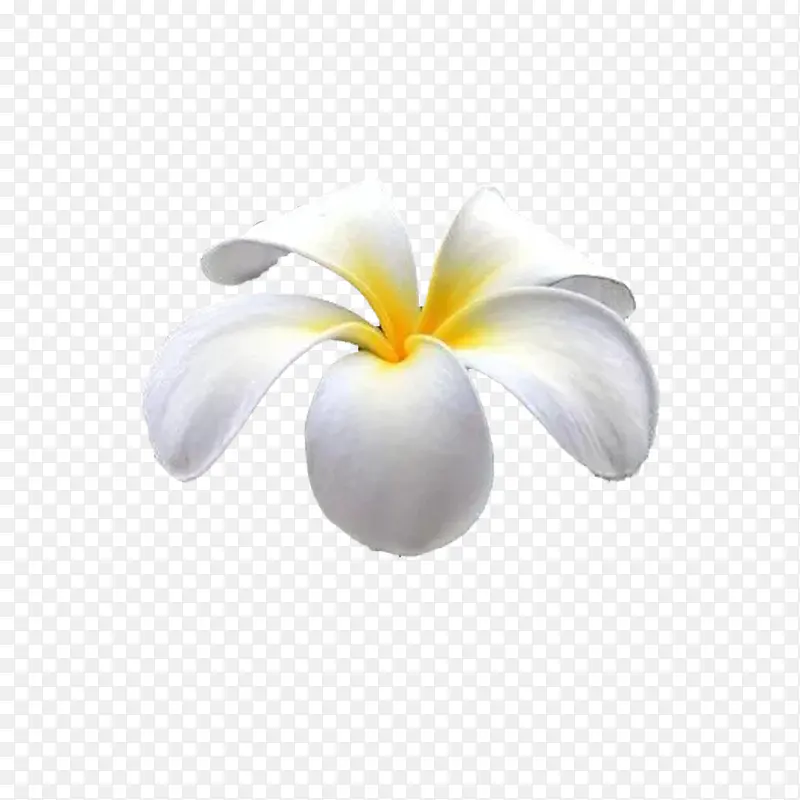 夏威夷鸡蛋花