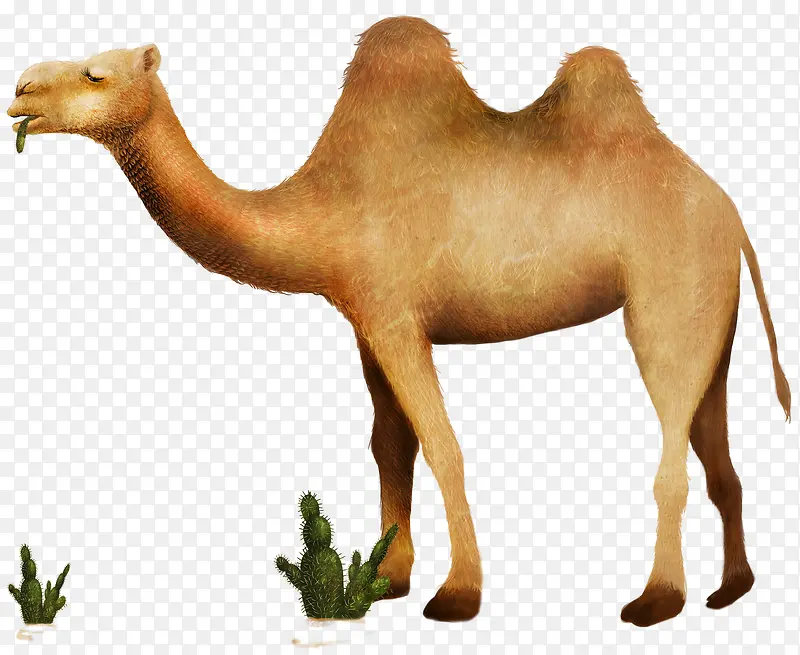 骆驼旅游装饰素材