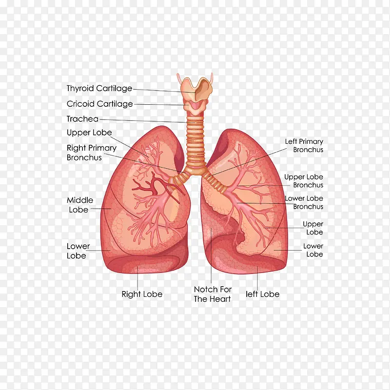卡通肺部血管矢量图