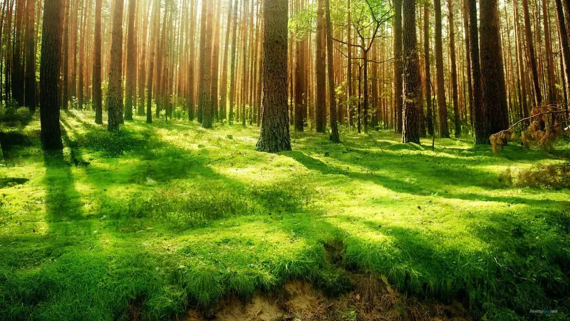 森林里的阳光光束
