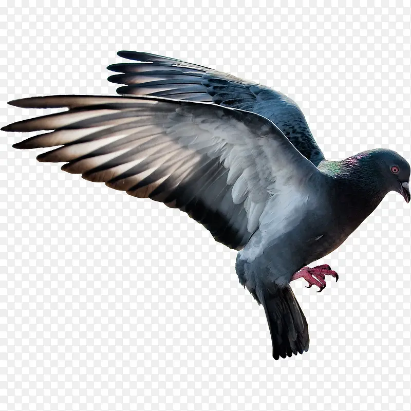 鸽子飞素材飞禽 飞翔的鸟