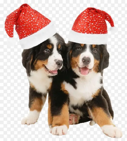 狗圣诞狗两个圣诞狗