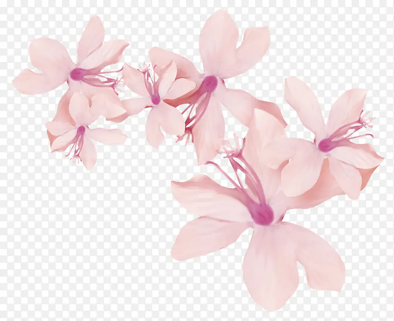 浅粉紫芯花朵