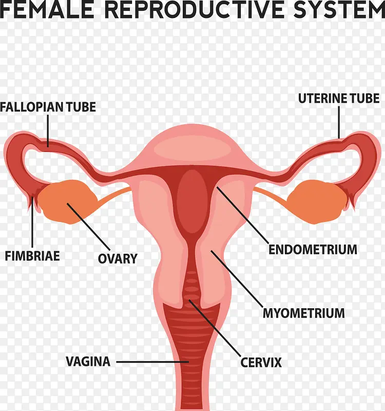 女性生殖系统剖面图