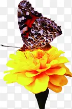 在花朵上面采蜜的花蝴蝶