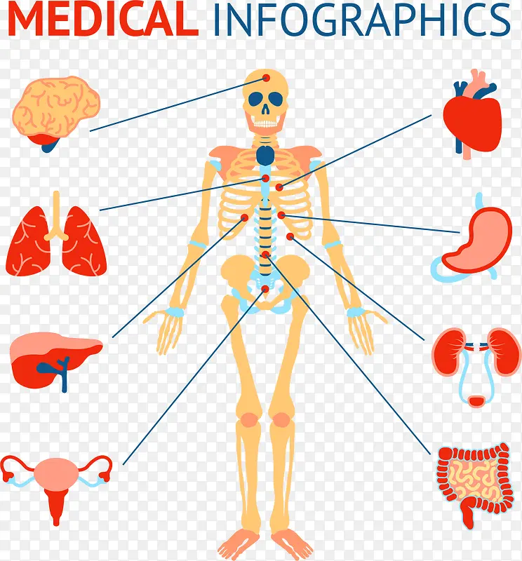 矢量手绘人体器官