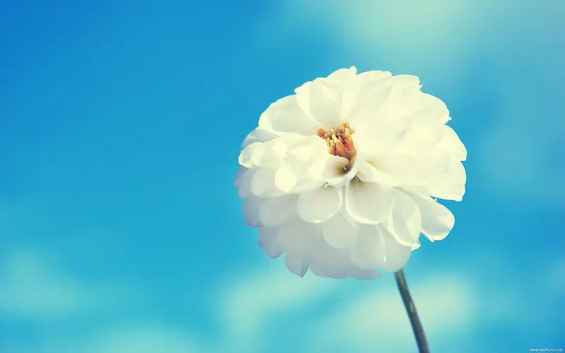 蓝色模糊背景白色花朵