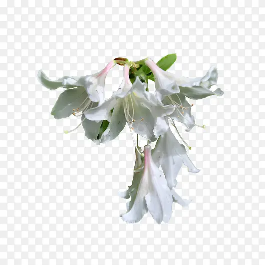 白色百合花朵向下开放
