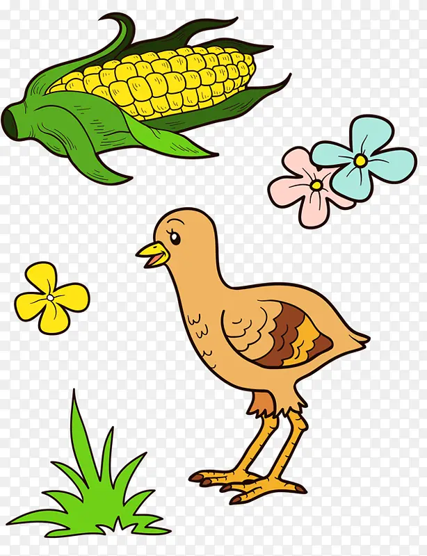 鸡吃玉米