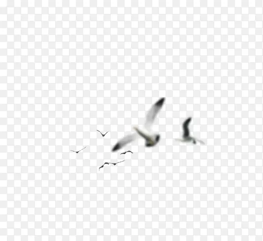 飞翔模糊海鸥白色效果