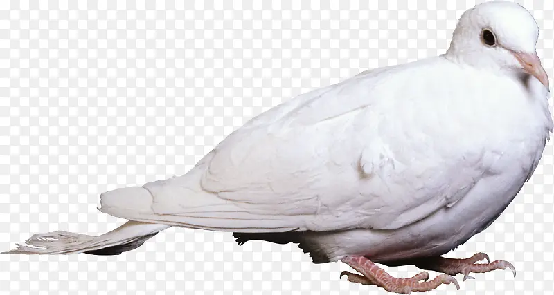 白鸽