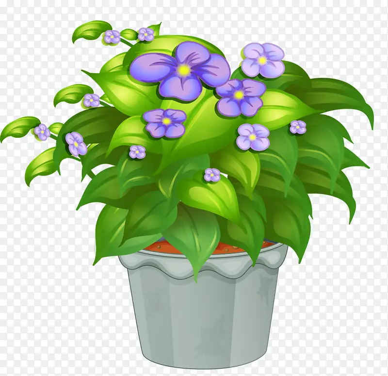 盆栽蓝花