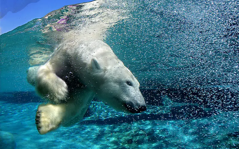 水下的北极熊海报背景