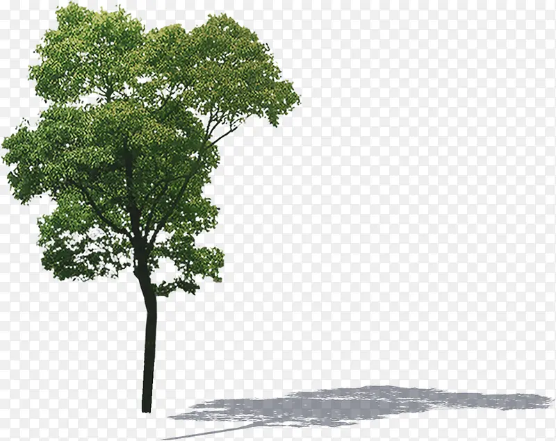 笔直树干美景绿化