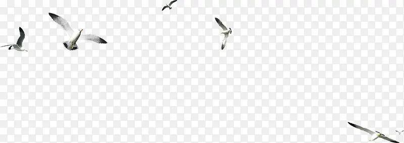 白色海鸥飞翔远景图