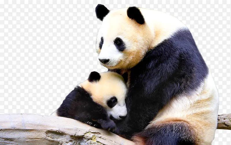 动物可爱国宝熊猫母子相依偎