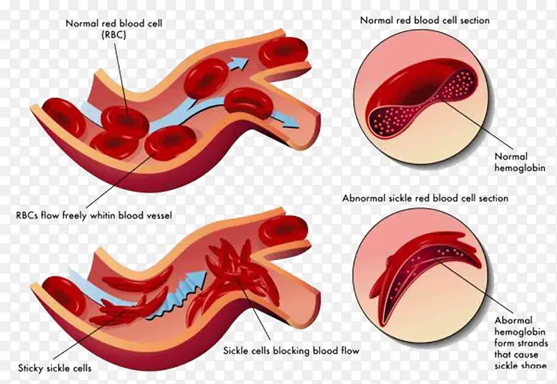 简约心血管细胞图形
