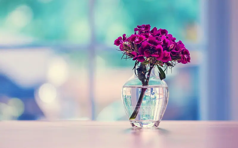 景深效果紫色花朵桌面窗户背景