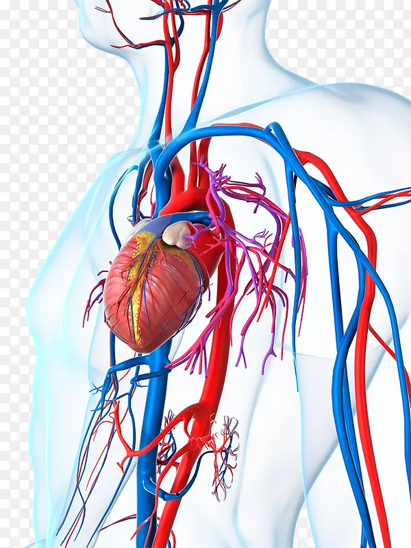 人体心脏血管图片
