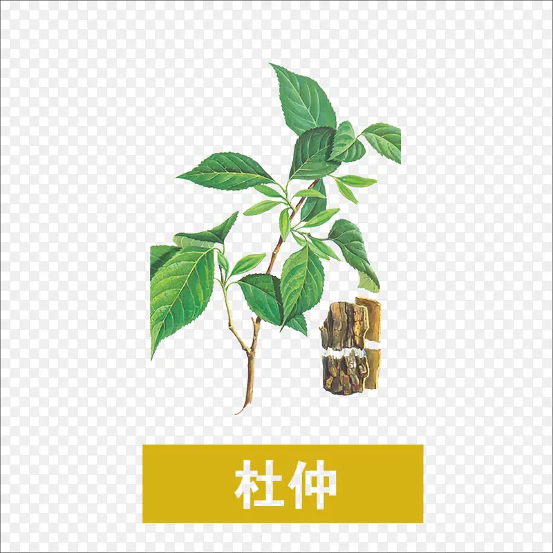 杜仲PNG图片素材下载_图片编号9109125-PNG素材网